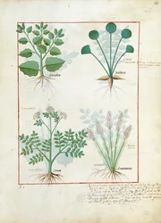 Zoutstruik en Anthora. Onderste rij: Absinthium en Kardemom, illustratie uit Het eenvoudige boek der medicijnen door Mattheaus Platearius 123r